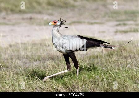 oiseau secrétaire, Sagittaire serpent, oiseau secrétaire (Sagittaire serpent), marchant dans les prairies, vue latérale, Tanzanie Banque D'Images