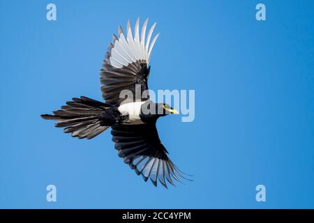 Magpie à bec jaune (Pica nuttalli), adulte en vol, États-Unis, Californie Banque D'Images