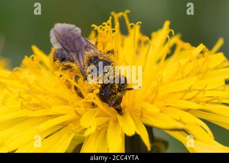 Abeille minière (Andrena spec.), femelle visitant une fleur de pissenlit, Allemagne Banque D'Images