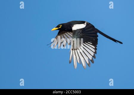 Magpie à bec jaune (Pica nuttalli), adulte en vol, États-Unis, Californie Banque D'Images