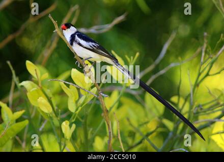 whydah à queue cylindrique (Vidua macroura), mâle dans le plumage reproducteur, vue latérale, États-Unis, Californie Banque D'Images