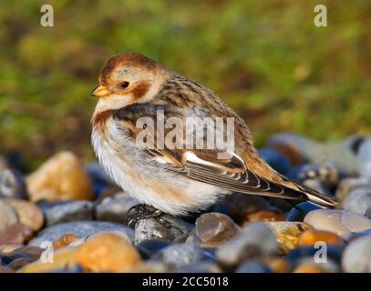 Coulis de neige islandais (Plectrophenax nivalis insulae, Plectrophenax insulae), première femme d'hiver montrant son plumage foncé typique, Royaume-Uni, Banque D'Images