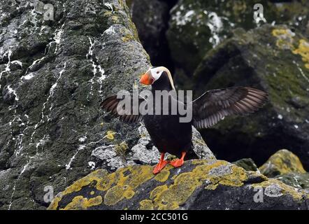 Macareux touffés, macareux à crête (Fratercula cirrhota, Lunda cirrhota), ailes qui flottent sur une falaise, Russie, îles Kuril Banque D'Images