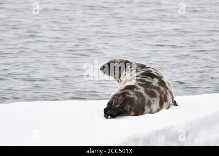 Phoque à capuchon (Cystophora cristata), situé sur la banquise dérivant au nord de Jan Mayen, dans le nord de l'océan Atlantique, en Norvège, à Svalbard Banque D'Images