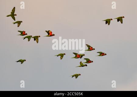 Rainbow lory, Rainbow Lorikeet (Trichoglossus haematodus, Trichoglossus haematodus haematodus), Flock of Coconut Lorikeets Flying, Indonésie, Ouest Banque D'Images