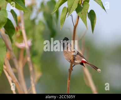 Bulbul à ventilation rouge (cafetière Pycnonotus), perché sur une branche, Inde, Banque D'Images