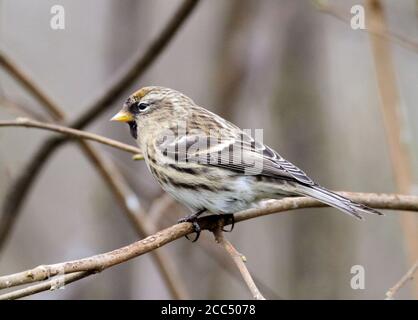 Moins de redpoll, redpoll commun (Carduelis flammea cabaret, Carduelis cabaret), siège sur une succursale, Royaume-Uni, Angleterre, Norfolk Banque D'Images