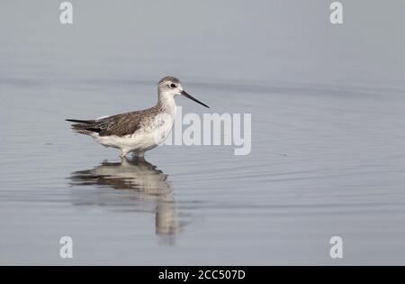 ponteur de marais (Tringa stagnatilis), dans (présumé) premier plumage d'été en eau peu profonde, Thaïlande, Pak Thale Banque D'Images