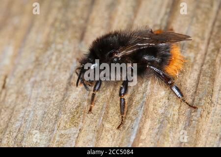 Bourdon à ceinture brisée, Ilfracombe bumblebee (Bombus cf. Soroeensis), femelle, Allemagne Banque D'Images