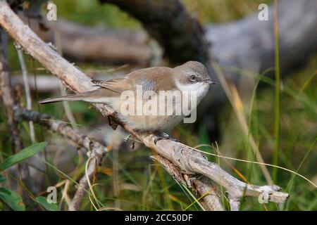 Sibérien petit whethroat (Sylvia curruca blythi), perché sur une branche, Royaume-Uni, Angleterre, Norfolk, Blakeney point Banque D'Images