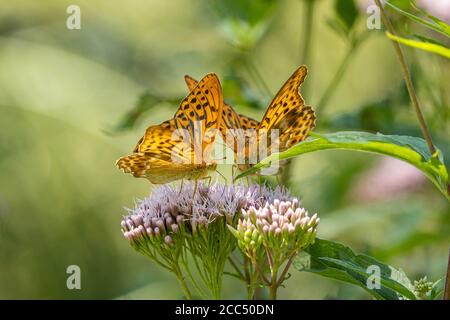 Fritillaire lavé à l'argent (Argynnis paphia), deux mâles sucrant le nectar à une corde sainte, Allemagne, Bavière Banque D'Images