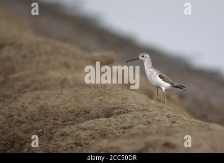 ponteur de marais (Tringa stagnatilis), dans (présumé) premier plumage d'été debout sur la digue terrestre, Thaïlande, Pak Thale Banque D'Images