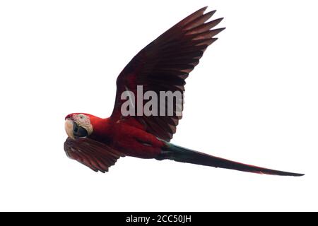 Macaw à ailes vertes, Macaw rouge et verte (Ara chloroptera), en vol, Pérou, parc national de Manu Banque D'Images