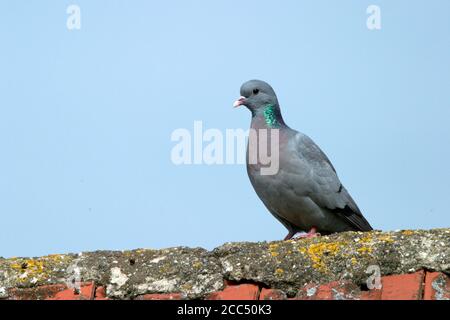 Pigeon d'origine (Columba oenas), adulte perché sur un toit, pays-Bas, Limbourg Banque D'Images