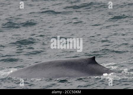 Baleine bleue (Balaenoptera musculus), nageant au large de la côte insulandique, Islande Banque D'Images