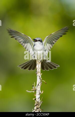 Oiseau gris (Tyrannus dominicensis), perché sur une branche d'ailes en écaillette, États-Unis, Floride Banque D'Images