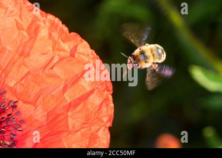 Abeille florale (Anthophora aestivalis, Anthophora intermedia), femelle visitant une fleur de pavot, Allemagne Banque D'Images