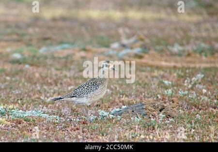 Pluvier doré du Pacifique (Pluvialis fulva), première-hiver debout sur un champ d'herbe avec une végétation courte, Australie Banque D'Images