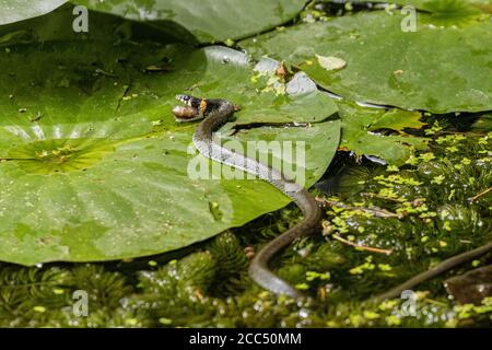 La couleuvre à herbe (Natrix natrix) alimente un têtard d'une grenouille à herbe, Allemagne, Bavière Banque D'Images