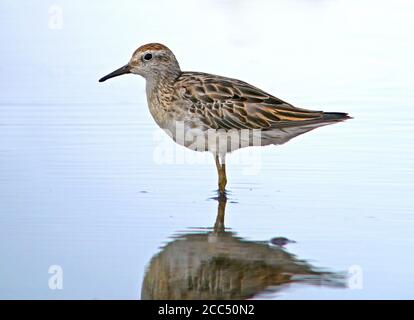 Ponceuse à queue fine (Calidris acuminata), eaux peu profondes, Australie Banque D'Images