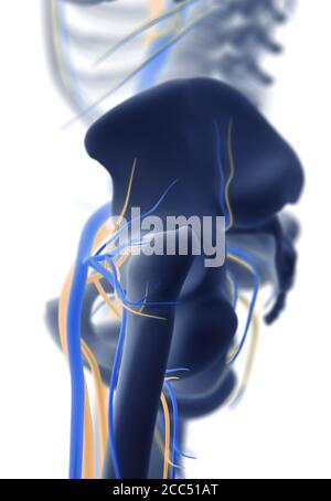Anatomie humaine squelette bassin système vasculaire osseux, illustration 3d Banque D'Images