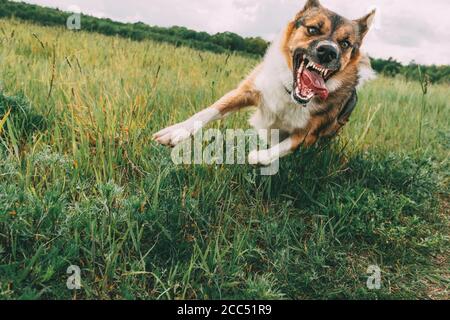 Angry agressif Mad Dog courant en plein air dans Green Meadow on Appareil photo Banque D'Images