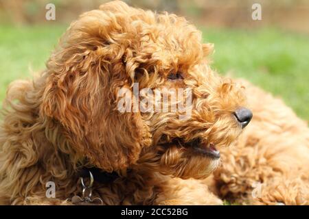 Chien Golden doodle Banque D'Images