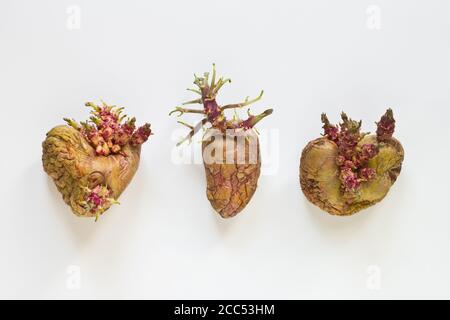 Pousses de pommes de terre sur fond blanc. Légumes en germination. Laid beau tubercules de croissance Banque D'Images