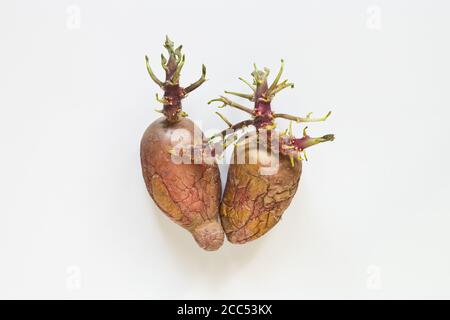 Faire germer les pommes de terre sur fond blanc. Tubercules germés. Légumes laids, concept de déchets alimentaires Banque D'Images