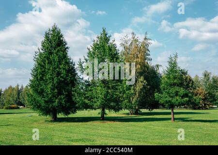 Parc Tsaritsyno en été à Moscou, Russie Banque D'Images