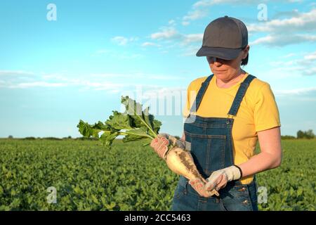 Agricultrice posant dans le champ de betterave à sucre, culture de Beta vulgaris Banque D'Images