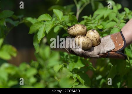 Pommes de terre de semence plantées à la maison maintenues dans un jardin main gantée devant les feuilles vertes vibrantes des plants de pommes de terre. Vue latérale Banque D'Images