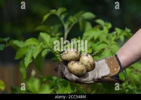 Copiez l'espace au-dessus d'une main gantée de jardin contenant 3 pommes de terre blanches fraîchement cueillies. Feuilles vertes de la plante de pomme de terre comme arrière-plan. Banque D'Images
