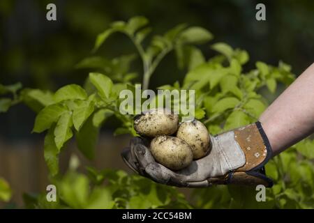 Copiez l'espace au-dessus d'une main gantée de jardin contenant 3 pommes de terre blanches fraîchement cueillies. Feuilles jaunes de la plante de pomme de terre comme arrière-plan. Banque D'Images