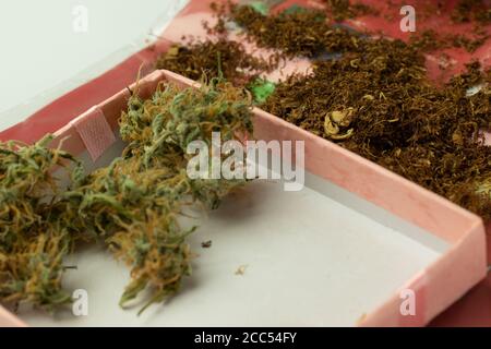 Gros plan sur les boutons de cannabis et le tabac. Fumeurs. THC et nicotine Banque D'Images