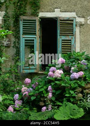 Façade d'une vieille maison abandonnée, fenêtre de volet cassée entourée de fleurs d'hortensia roses Banque D'Images