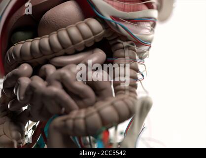 Illustration anatomique du système vasculaire humain. Musclé, squelettique. Illustration 3D. Banque D'Images