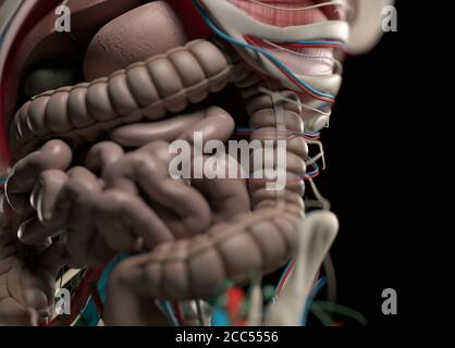 Illustration anatomique du système vasculaire humain. Musclé, squelettique. Illustration 3D. Banque D'Images