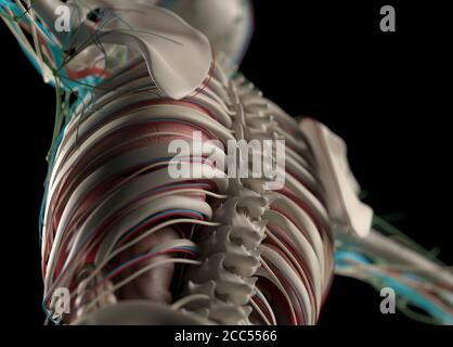 Illustration anatomique du système vasculaire humain. Musclé, squelettique. Illustration 3D. Banque D'Images