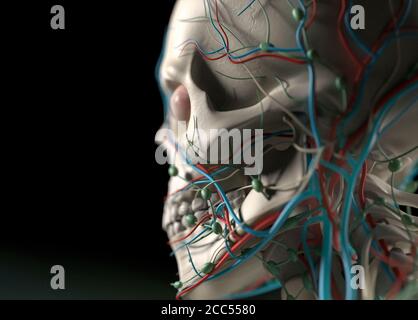 Illustration anatomique du système vasculaire humain. Épaules, cou, tête. Musclé, squelettique. Illustration 3D. Banque D'Images