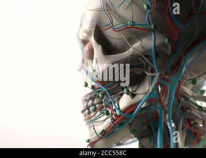 Illustration anatomique du système vasculaire humain. Épaules, cou, tête. Musclé, squelettique. Illustration 3D. Banque D'Images