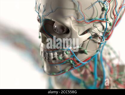 Illustration anatomique du système vasculaire humain. Épaules, cou, tête. Musclé, squelettique. Illustration 3D. Banque D'Images