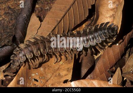 Tracteur millipede (Barydesmus sp) sur fond de forêt tropicale, Sabah, Bornéo Banque D'Images