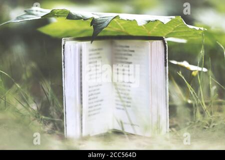 moment surréel d'un petit livre qui se protège sous une grande feuille de la pluie Banque D'Images
