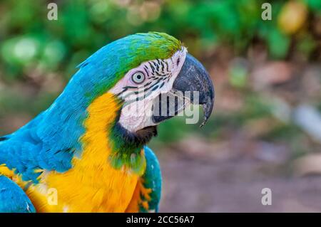 Gros plan d'une macaw bleu et jaune (Ara ararauna) Banque D'Images