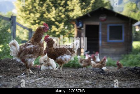 Saalfelden, Autriche. 12 août 2018. Au sujet de service rapport du 19 août 2020: Assez d'exercice et bonne dynamique de groupe: Comment faire les poulets heureux dans leur propre jardin. Credit: Florian Schuh/dpa-tmn/dpa/Alay Live News Banque D'Images