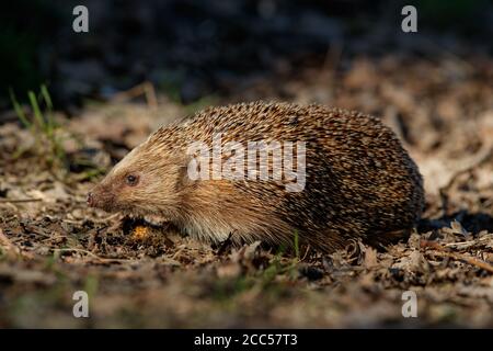 Hérisson européen (Erinaceus europaeus) Banque D'Images