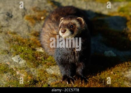 Le putois d'Europe (Mustela putorius) Banque D'Images