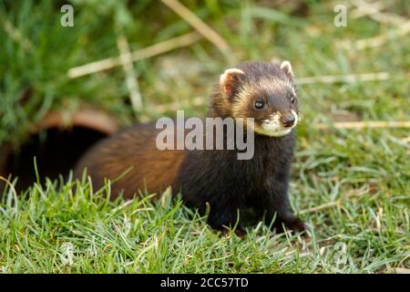 Le putois d'Europe (Mustela putorius) Banque D'Images