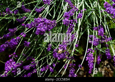 La lavande embellit chaque jardin et balcon avec un parfum intense et des fleurs vives. Banque D'Images